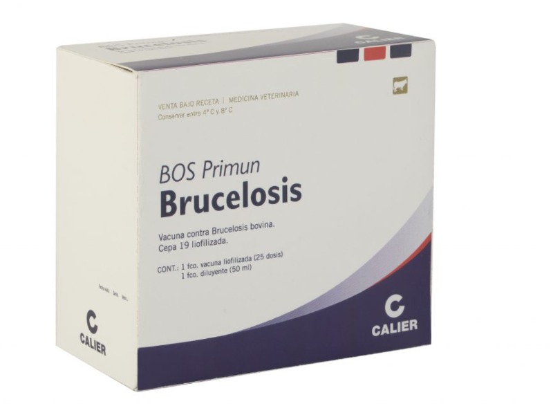 Bos Primun Brucelosis