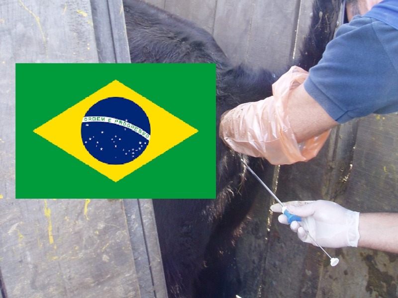 Mercado de inseminación artificial de Brasil