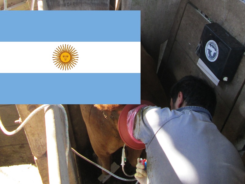 Estadísticas del mercado de embriones bovinos de la Argentina - 2021