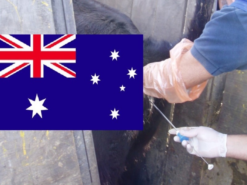 Mercado de semen bovino de Australia