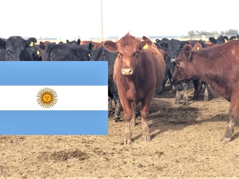 Stock bovino argentino:                  cayó en 1 millón de cabezas en 2020