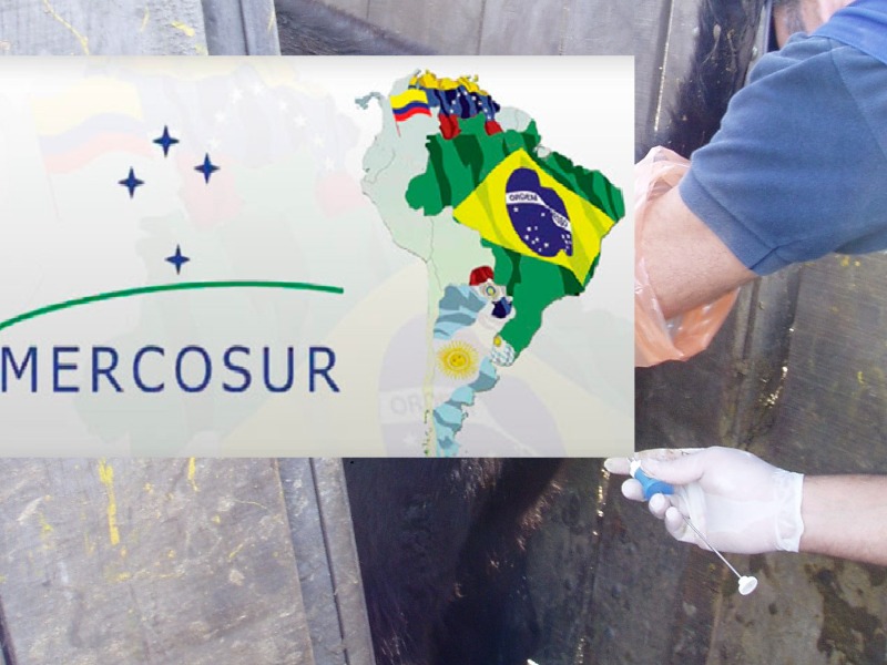 Importación y exportación de semen bovino del Mercosur