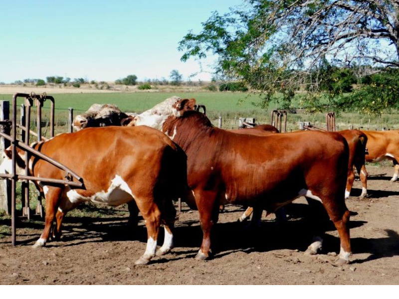 Cursos de Examen de fertilidad en toros 