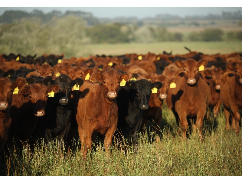 La brecha productiva en salud animal