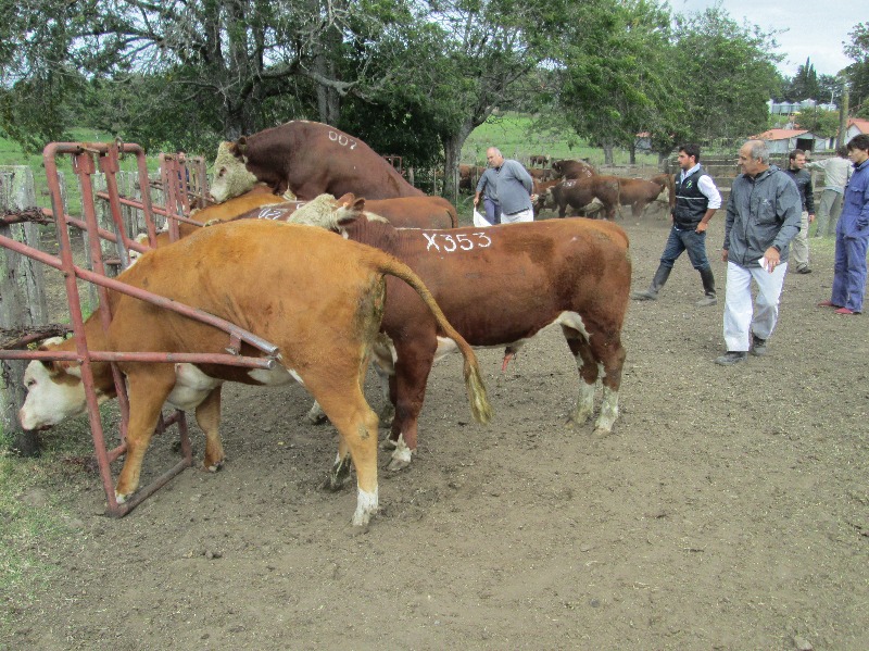 51° y 52° Cursos sobre Examen de Fertilidad en Toros