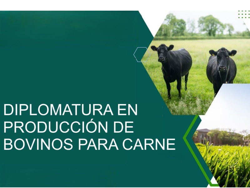 Diplomatura en Producción de Bovinos para carne